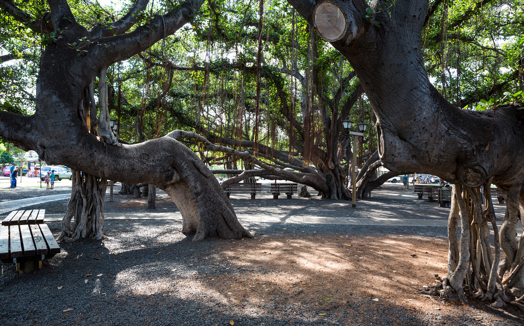 Lahaina Banyan Tree Maui Go Hawaii